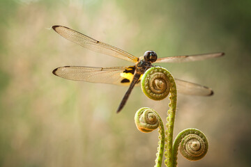 aAl about dragonflies and damselflies story