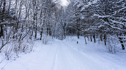 snow covered trees