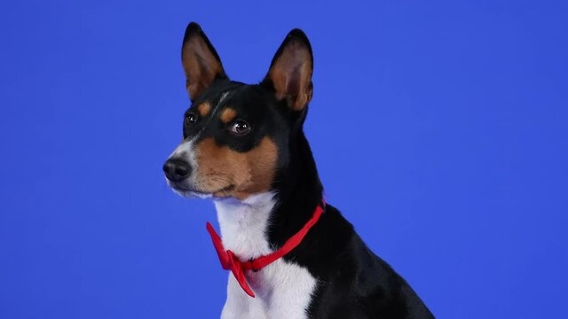 Profile portrait of Basenji in the studio on a blue background. African Barkless Dog wearing a red bow tie looks in front of him, then turns his head and looks into the camera. Slow motion. Close up.