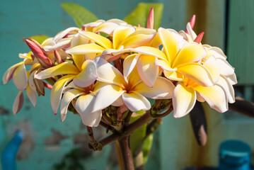 White and yellow frangipani flowers with natural background