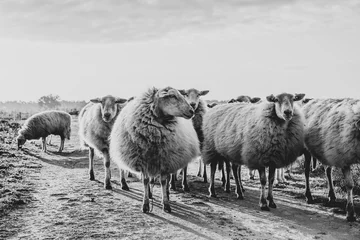 Foto op Canvas sheep © anne