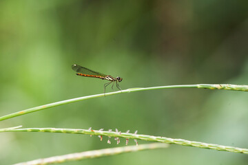 aAl about dragonflies and damselflies story