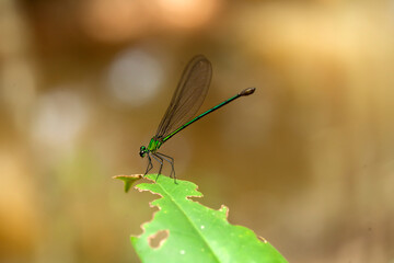 aAl about dragonflies and damselflies story