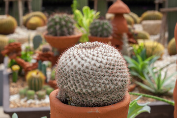 BEAUTIFUL CACTUS 