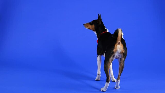 Rear view of Basenji standing in full length in the studio against a blue background. A pet in a red bow tie stands on its hind legs to reach for a waffle on a string. Close up.