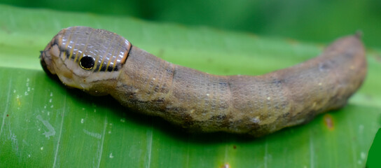 Dark brown caterpillars hang on green banana leaves on a blurred background. 