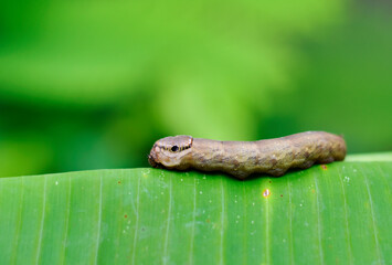 Dark brown caterpillars hang on green banana leaves on a blurred background. 