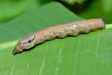 Dark brown caterpillars hang on green banana leaves on a blurred background. 