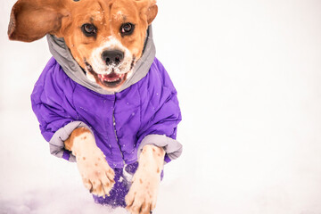 funny cute beagle dog in stylish suit playing in the snow in winter on the street 
