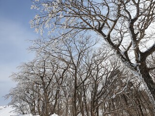 Snow-covered trees and blue skies