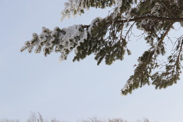 Snow-covered trees and blue skies