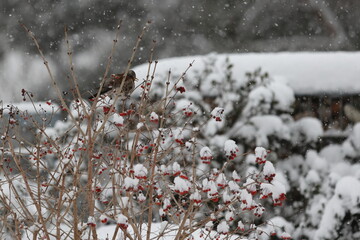 Kwiczoł zimą - Turdus pilaris © Tomasz