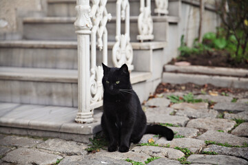 A black cat near marble stairs