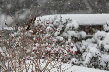 Kwiczoł zimą - Turdus pilaris © Tomasz