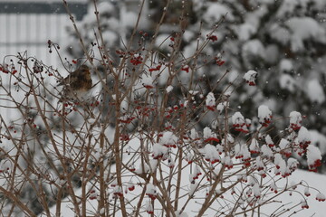 Kwiczoł zimą - Turdus pilaris © Tomasz