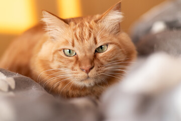 じっと見る猫　茶トラ猫