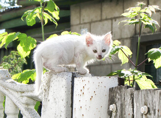 A white kitten with big ears stands on the fence and looks.