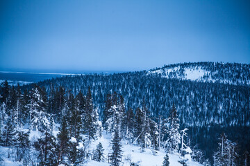 Aerial shot of a pine forest covered with sn