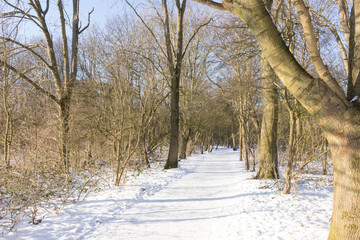 Fototapeta premium Snow in the forest on a sunny winter day 