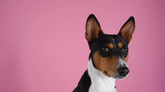 Basenji in the studio on a pink background. Close up frontal portrait of a Congolese dog with protruding ears. Slow motion.