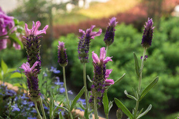 Fototapeta premium Lavender garden