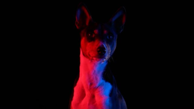 Frontal portrait of a Basenji in the studio on a black background in red neon light. The pet sits and looks at the camera. Slow motion. Close up.