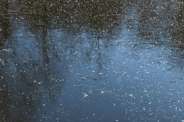 Frozen lake on a sunny winter day at the park
