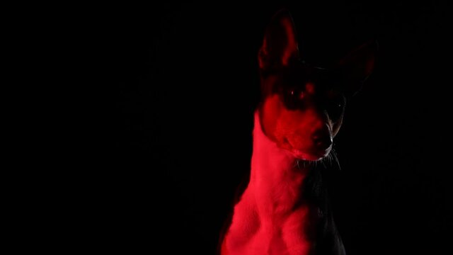 Front view of a Basenji dog. The pet sits in the studio on a black background in red neon light. Close up of a dog's muzzle. Slow motion.