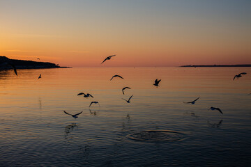 Naklejka na ściany i meble Seagulls on the sea at sunset