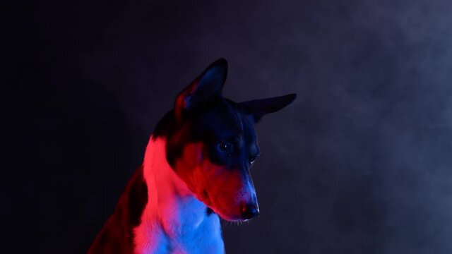 Basenji sits in a smoky dark studio against a black background in red neon rays. The pet looks forward. Slow motion. Close up.