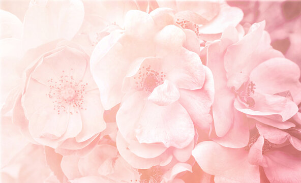 Light pink natural floral background image based on beautiful rose hip blossoms with soft focus.