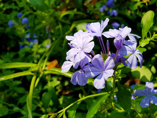 Purple flowers that are exposed to sunlight in the morning.