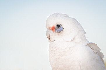 Corella