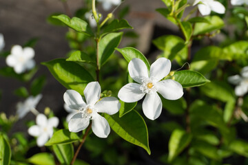 Obraz na płótnie Canvas Jasmine varieties in the garden, Common jasmine (Jasminum officinale)