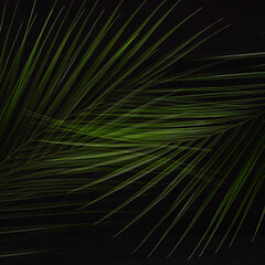 Lush green palm foliage as abstract striped bright exotic pattern on black background, square.