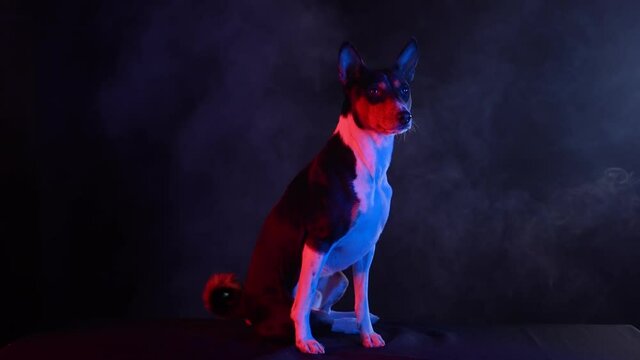 Basenji sits full length in a smoky dark studio against a black background in red neon light. The pet looks forward, turns its head and wiggles its protruding ears. Slow motion. Close up.