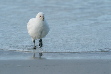 The Snowy sheathbill (Chionis albus)