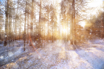 rays of the sun landscape winter forest, glow landscape in a beautiful snowy forest seasonal...