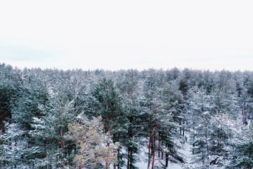 top view of a forest in winter, landscape of nature in a snowy forest, aero photo