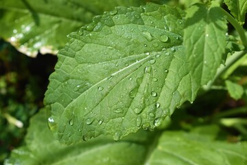 green leaf of mustard plant background with water drops