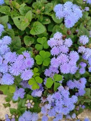 Fototapeta premium flowers in the garden
