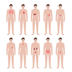Internal organs in male body