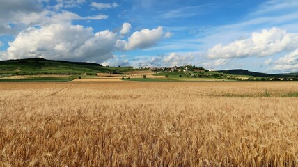 Agriculture céréalière en Champagne Ardenne, paysage de campagne en été, avec un champ de céréales (orge) et le village de Châtillon sur Marne en arrière-plan (France) - obrazy, fototapety, plakaty