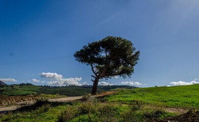 tree on the hill