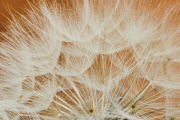 macrophotography of part of big dandelion full frame