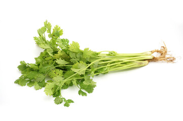 Coriander isolated on a white background.