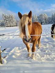 horse in winter