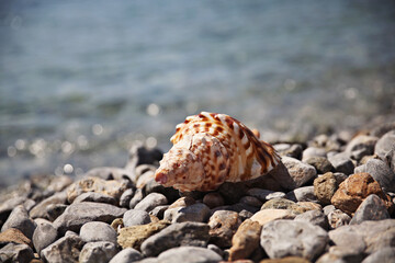 A sea shell at a beach