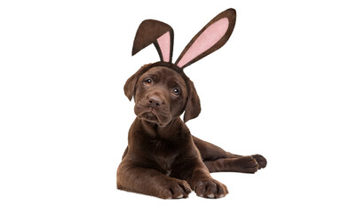 A chocolate Labrador puppy dog with bunny ears