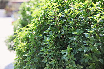 Beautiful plants at a street